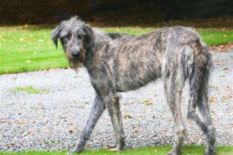 Irish Wolfhound Dog Breeds Facts Advice And Pictures Mypetzilla Uk