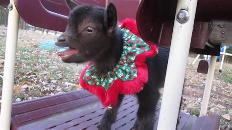 Christmas Baby Goats