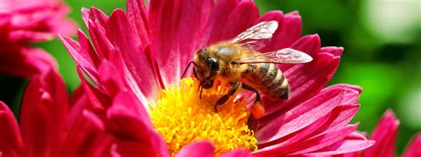 Bee Habitat Info And More California Summerwinds Nursery
