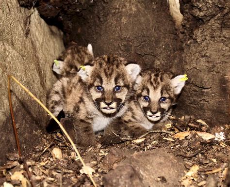 ‘summer Of Kittens Record Number Of Mountain Lion Dens Found In Santa