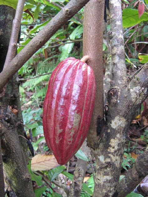 China kiwi fruit tree china indian fruit trees china tropical fruit trees. Polynesian Produce Stand : Red CACAO seedling Cocoa ...