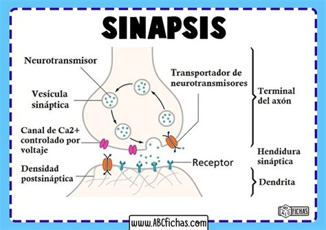 Partes De La Sinapsis