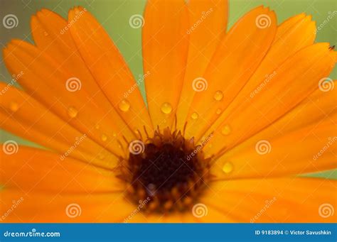 Orange Flower Macro Stock Photo Image Of Beautiful Bloom 9183894