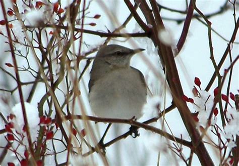 Winter Bird Winter Bird Tel 4166303679 Photography Ric Flickr