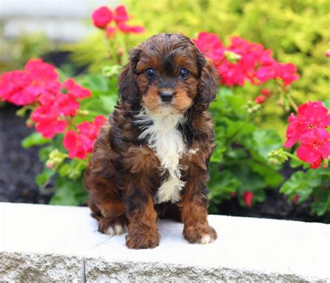 I highly recommend premier pups. Cavapoo puppies for sale - Fancy Puppy