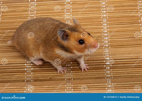 Hamster Syrien Goldhamster Auratus De Mesocricetus Photo Stock