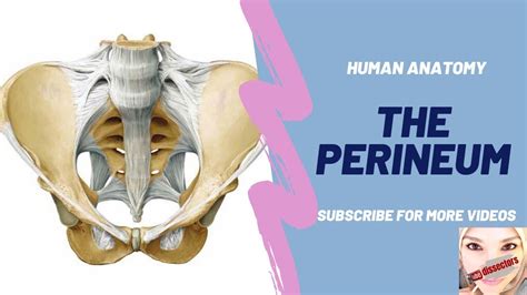 Human Anatomy The Perineum Youtube