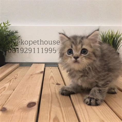Beli kucing persia flatnose longhair penghuni baru harga persia medium long hair. Kucing Persia Flatnose Longhair