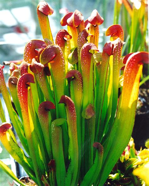 How To Take Care Of Sarracenia Musėkautas