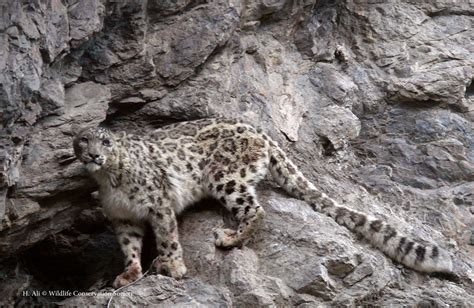 Return Of The Snow Leopard Brings Hope To Remote Afghan Region Cbs News