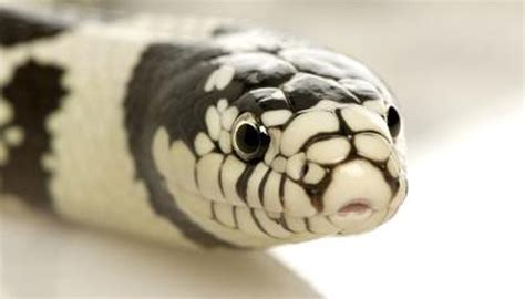 What Kind Of Snake Is Black And White Animals Momme