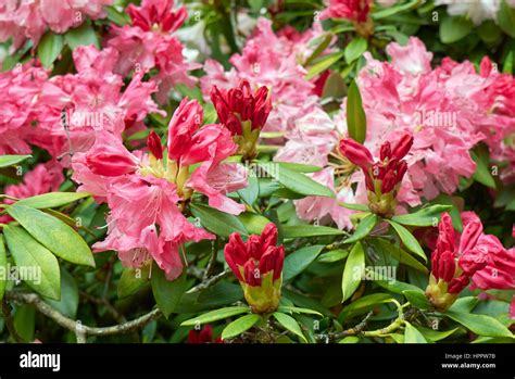 Rhododendron Yakushimanum High Resolution Stock Photography And Images