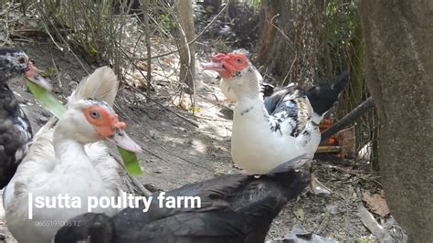 Muscovy Duck Farming Youtube