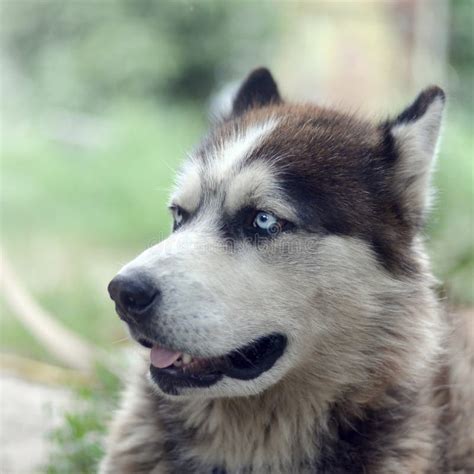 Arctic Malamute With Blue Eyes Muzzle Portrait Close Up This Is A