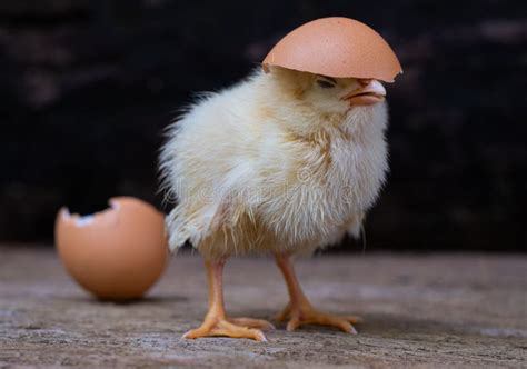 Chicken Hatching From An Egg And Eggshell Stock Photo Image Of