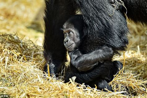 Four Month Old Baby Gorilla Holds Mum Ahead Of Bristol Zoo Reopening