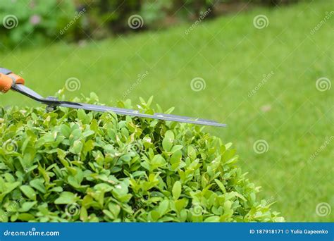 Hands Are Cut Bush Clippers In Garden Stock Image Image Of Green