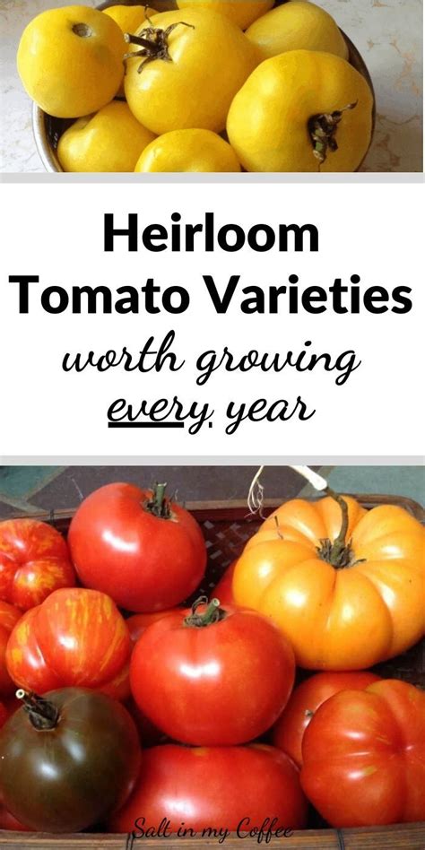 After Growing More Than 150 Varieties Im Sharing My List Of All Time