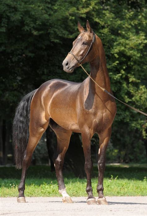 Akhal Teke Stallion Stock Photo Image Of Fine Grass 15944804