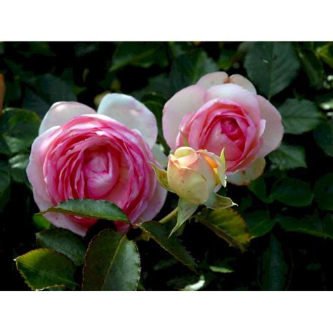 Eden Rose 88 Smuk Rose Med Lyserøde Blomster Plantetorvetdk