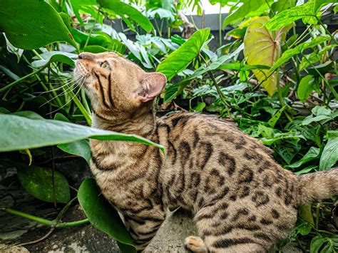 Cat-friendly houseplants and garden plants for your furry friends