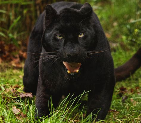 Black leopards fc is a south african football club based in thohoyandou, vhembe region, limpopo that plays in the premier soccer league. Black Leopard Wallpaper (71+ images)