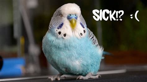 It's easy to spread sickness without even knowing it. How to know if my Pet Bird is Sick? - Pet Doctor Pet Bird ...
