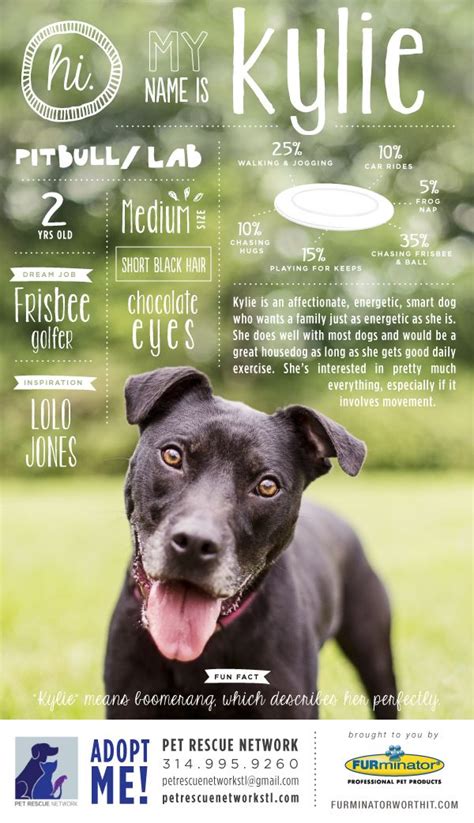 Pet Adoption Poster Series By Crystal Buckey Via Behance Diseño