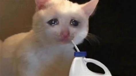Sad Cat X Crying Cat Memes Com Samuel Likedy