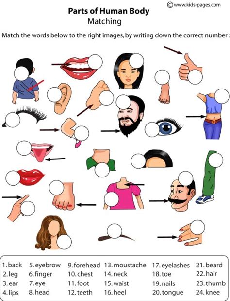 Body Parts Worksheets Identify And Match The Body Par