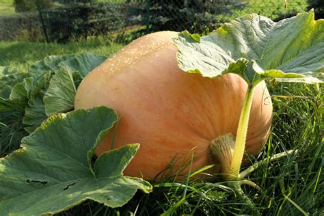 Discover The Best Pumpkin Varieties For Halloween And Fall A Z Animals