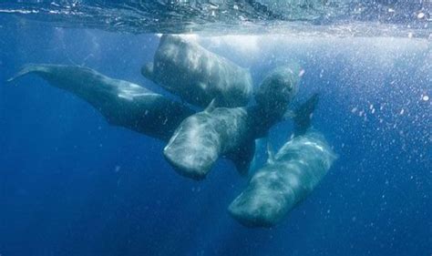 Amazing Moment Sperm Whale Gives Birth Surrounded By