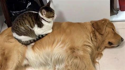 Cat Using Golden Retriever Dogs As Pillows Youtube