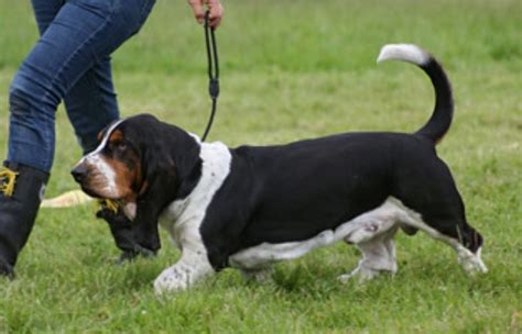 Basset Hound Dog Breed Information Pictures Characteristics And Facts