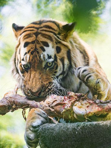 Tiger Eating Meat Tiger Animal Eating Food Animals