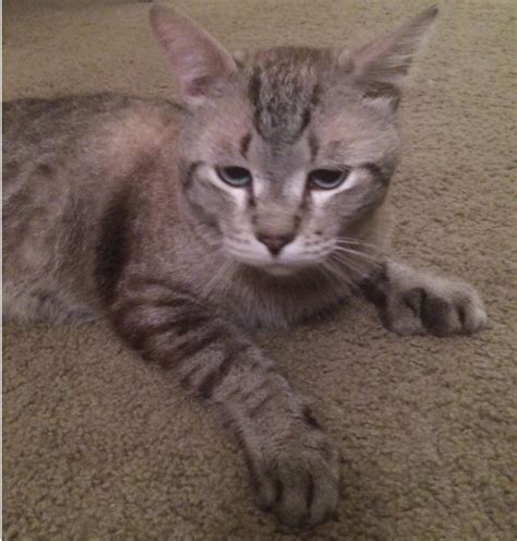 5 reasons why you will love living in mesa, arizona. Found Cat Unknown in MESA, AZ - Lost My Kitty