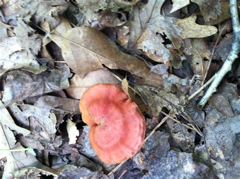 2013 Id Plz North Carolina Mushroom Hunting And Identification