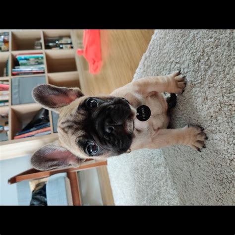 Bouledogue or bouledogue français) is a breed of domestic dog, bred to be companion dogs. Growth French bulldog - Puppy weight chart French bulldog