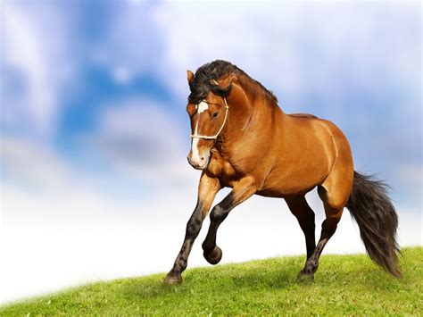 Running Horses Wallpaper 63 Images