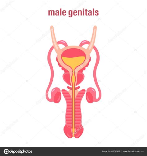 Male Reproductive System Sex Organs Vector Illustration White