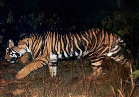 Extremly Rare Black Tiger Spotted In Odisha See Pics Offbeat News