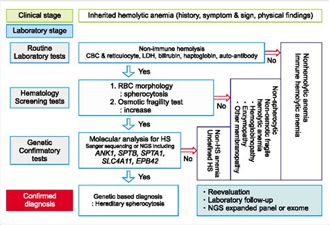 Figure 3 From Diagnostic Approaches For Inherited Hemolytic Anemia In
