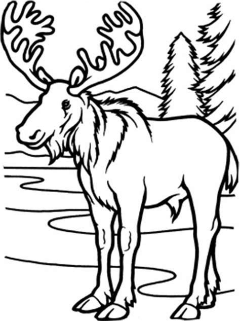 16 Moose Coloring Pages Print Color Craft