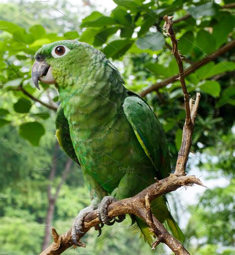 Green Parrot High Quality Animal Stock Photos Creative Market