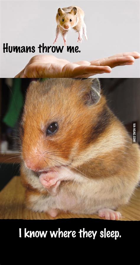 Angry Hamster Is Plotting 9gag