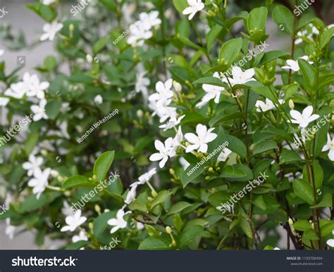 Sampaguita Jasmine Flower White Color National Stock Photo Edit Now