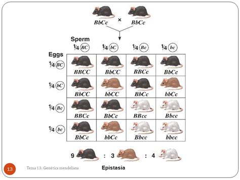 Genética Mendeliana 2 Tema 13 Genética Mendeliana Ppt Descargar