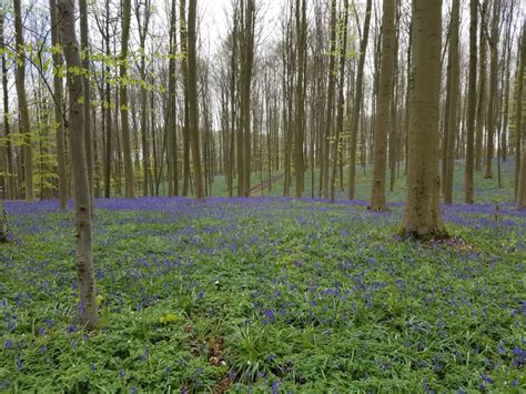Hallerbos The Blue Forest Of Belgium Wanderwiles