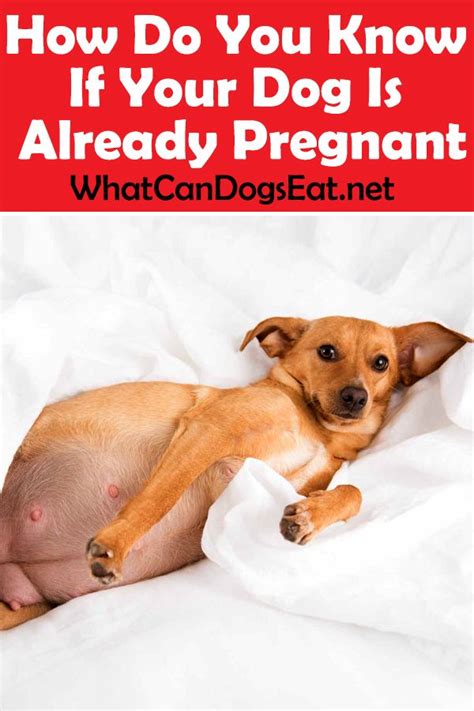 How Do I Know If My Dogs Pregnant