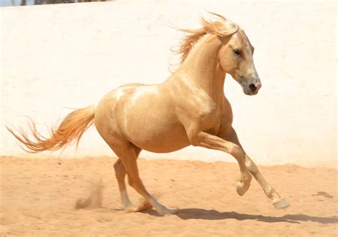 Nassim Calm To Ride And Playful Barb Stallion Ranch Djerba Zitouna